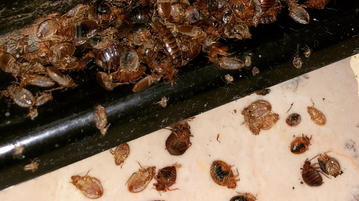 Bed Bugs